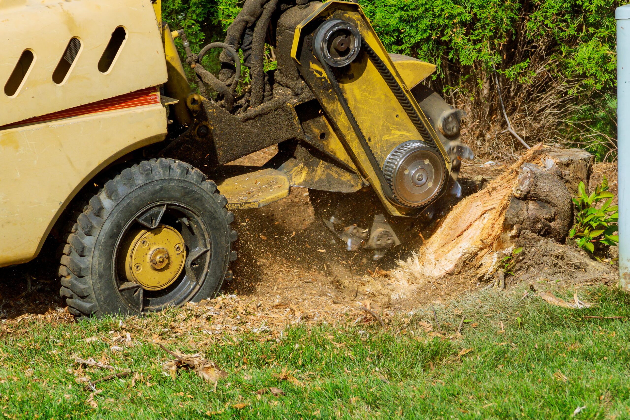 Stump Grinding Tips and Insights