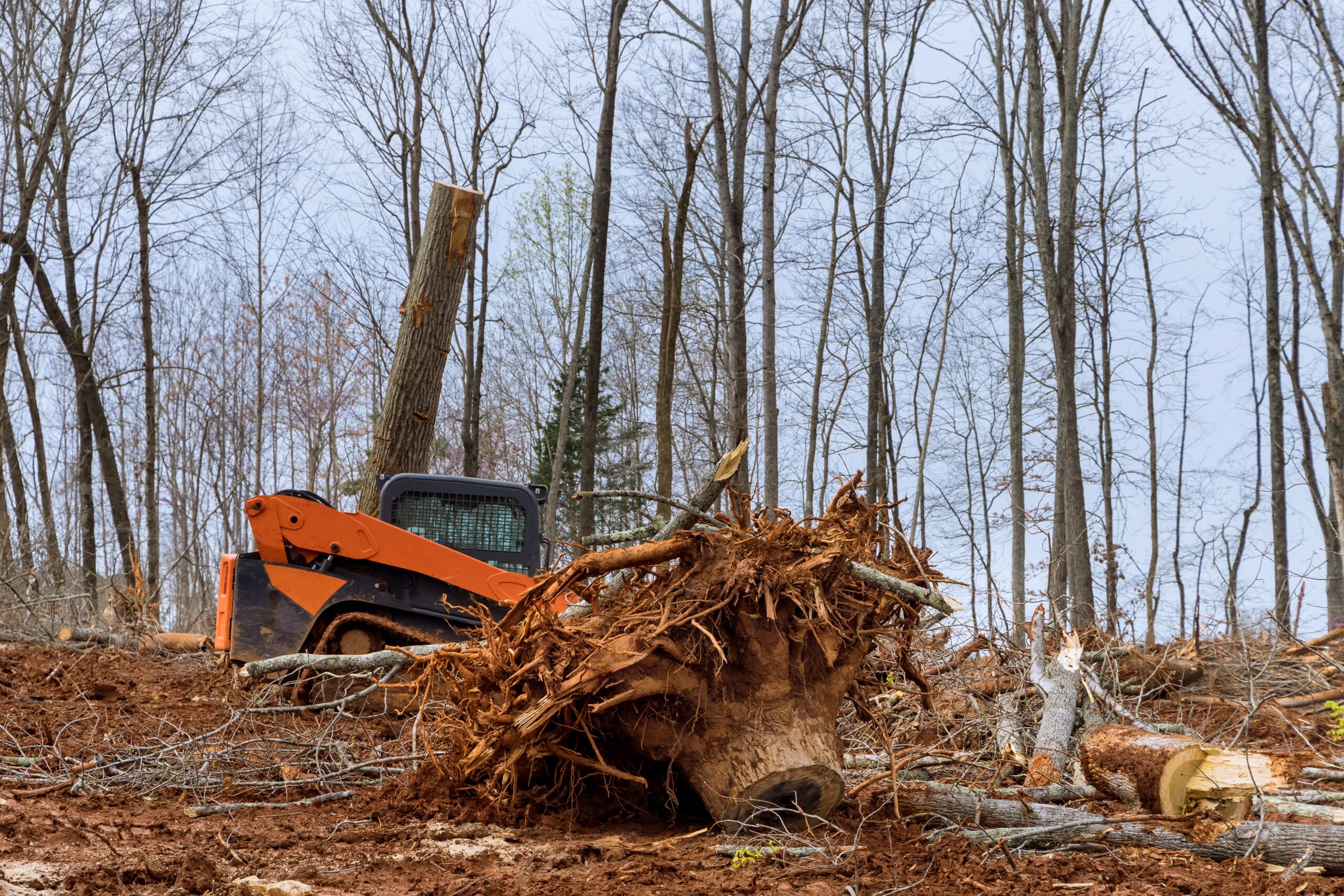 The Best Time of Year for Stump Removal