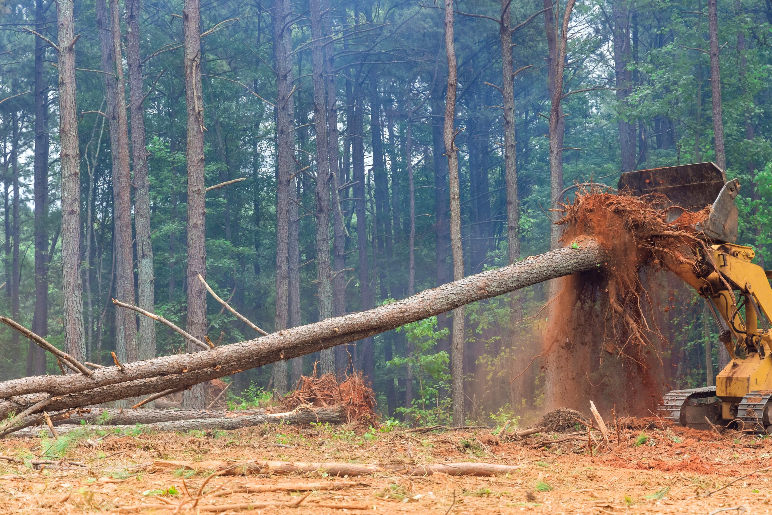 What Happens to Tree Roots After Stump Removal