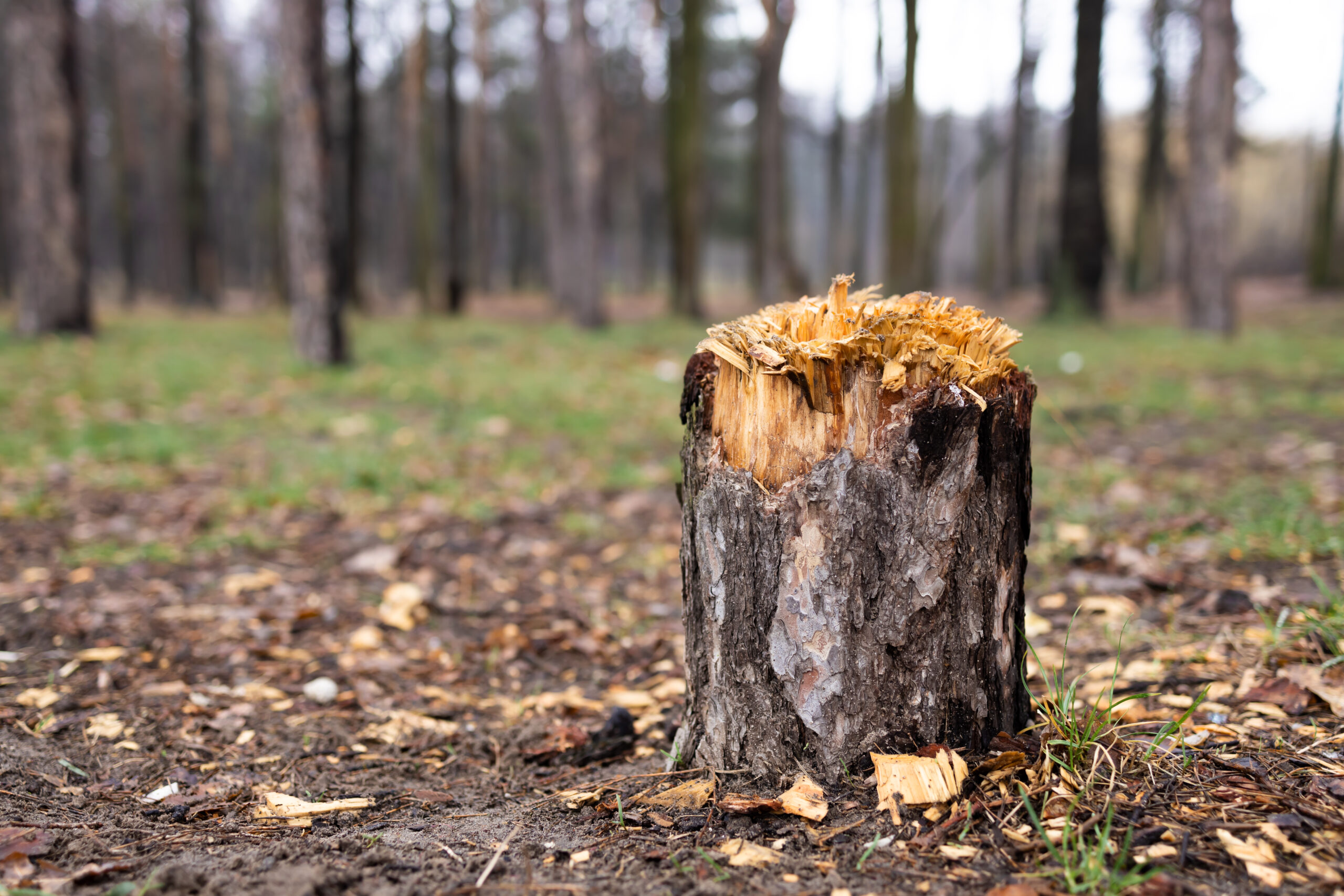 How to Identify A Tree That Needs Removal